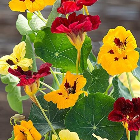 Edible Flowers Seeds Nasturtium Jewel Mix Very Easy to Grow Flower's Seeds Planting